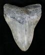 Serrated Megalodon Tooth - Summerville, SC #22647-1